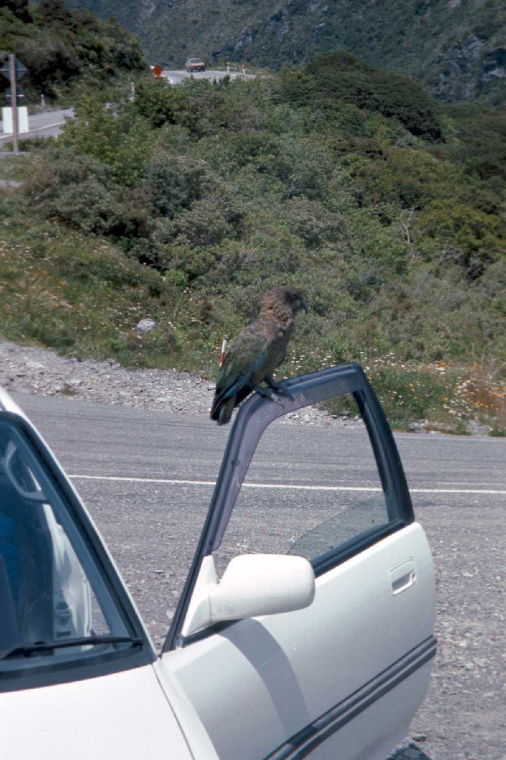 kea