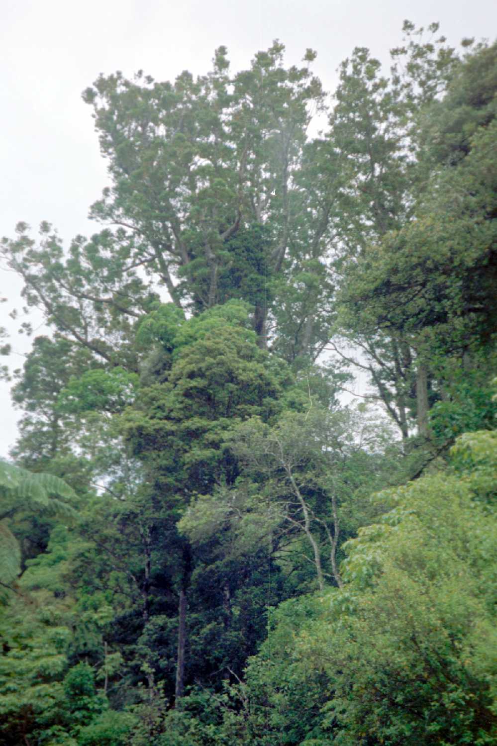 Puketi Kuari Forest