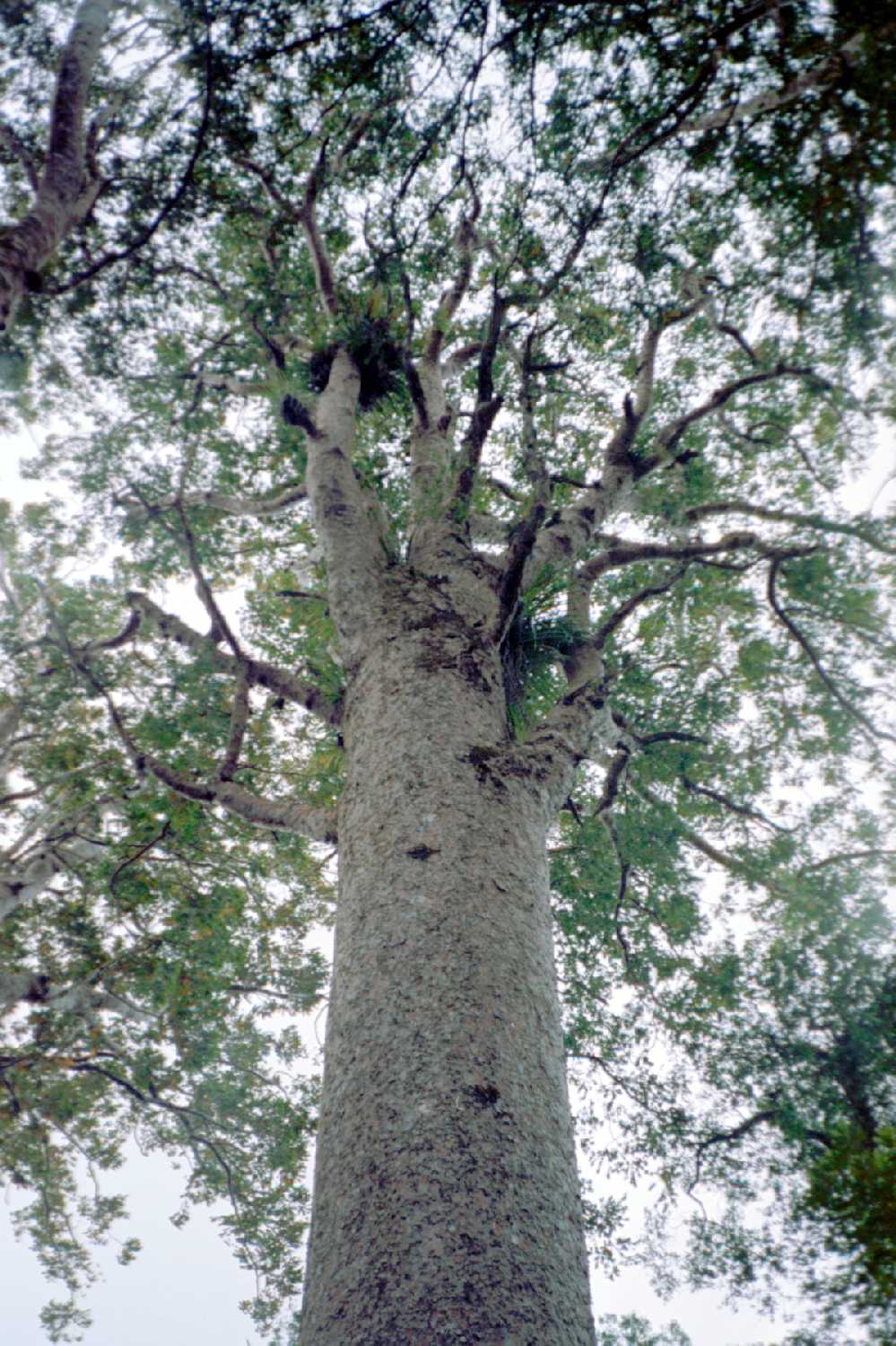 Kauri Tree