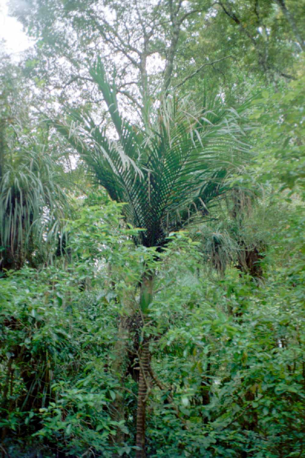Puketi Kauri Forest