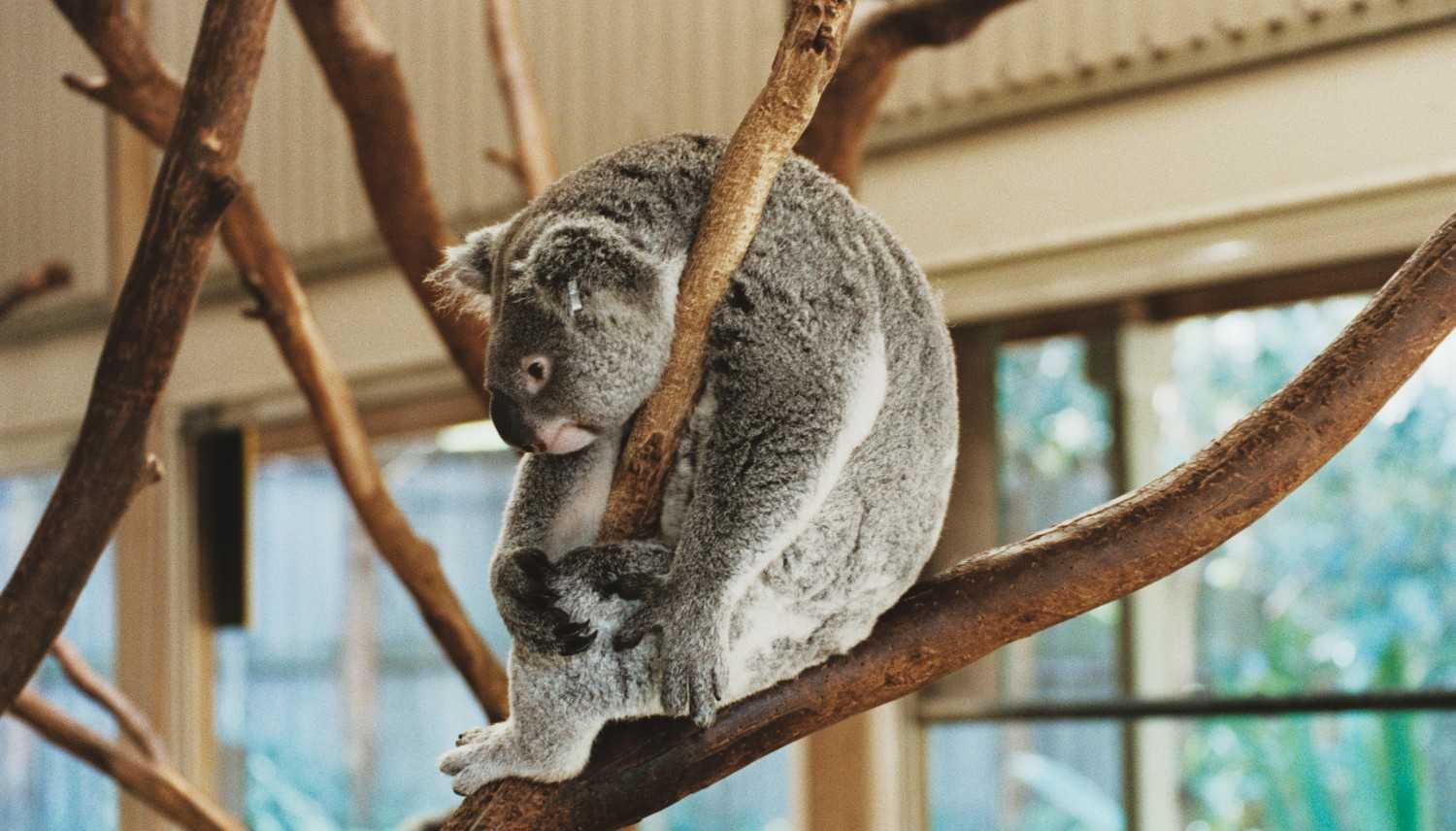 Koala