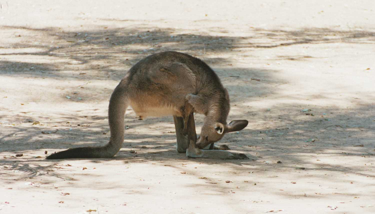 Kangeroo