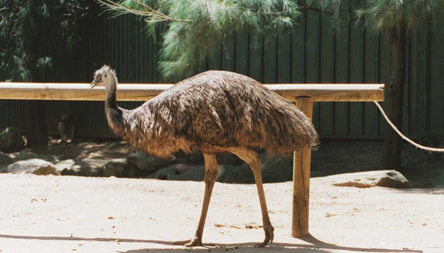 Emu