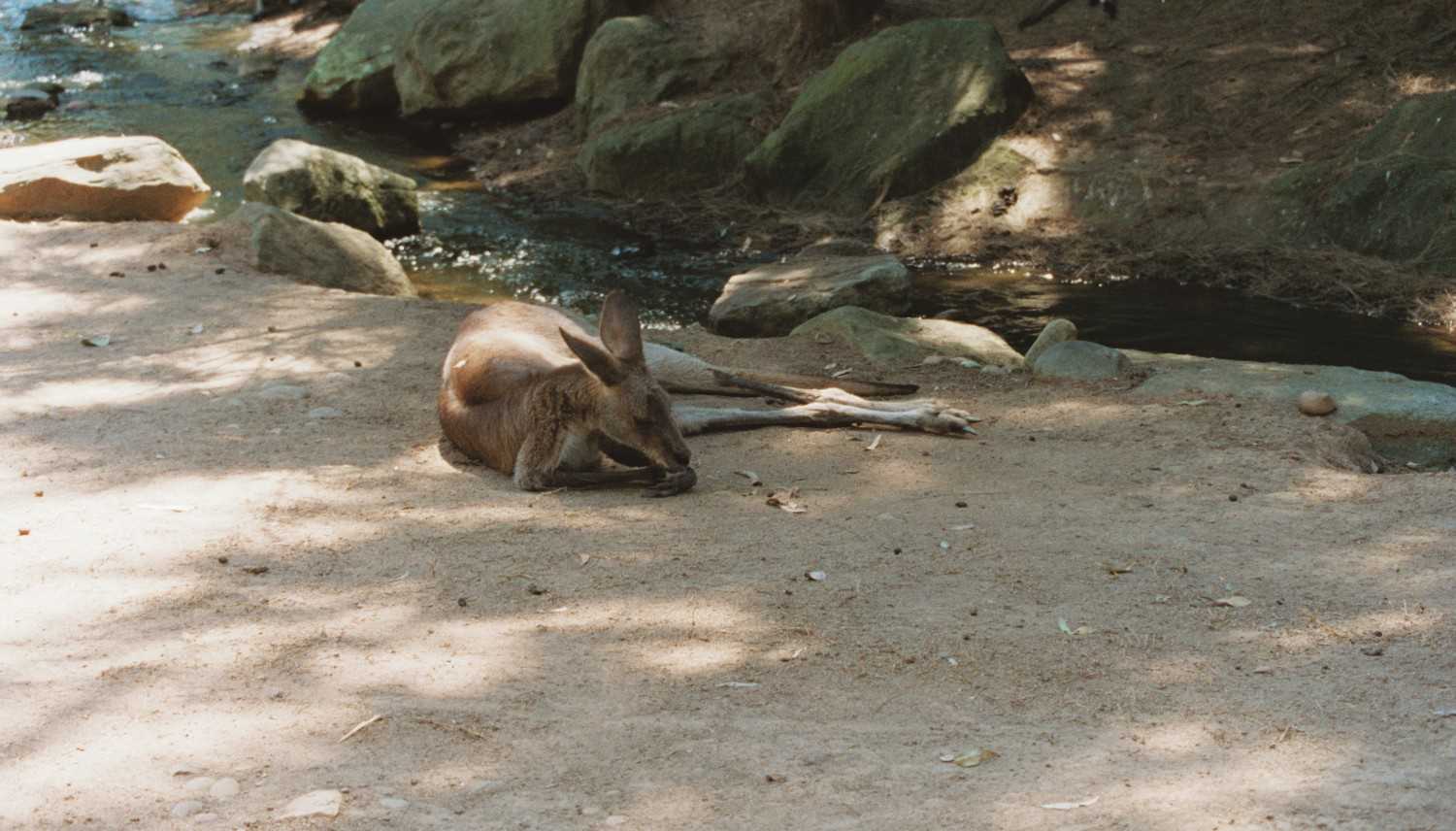Kangaroo in the shade