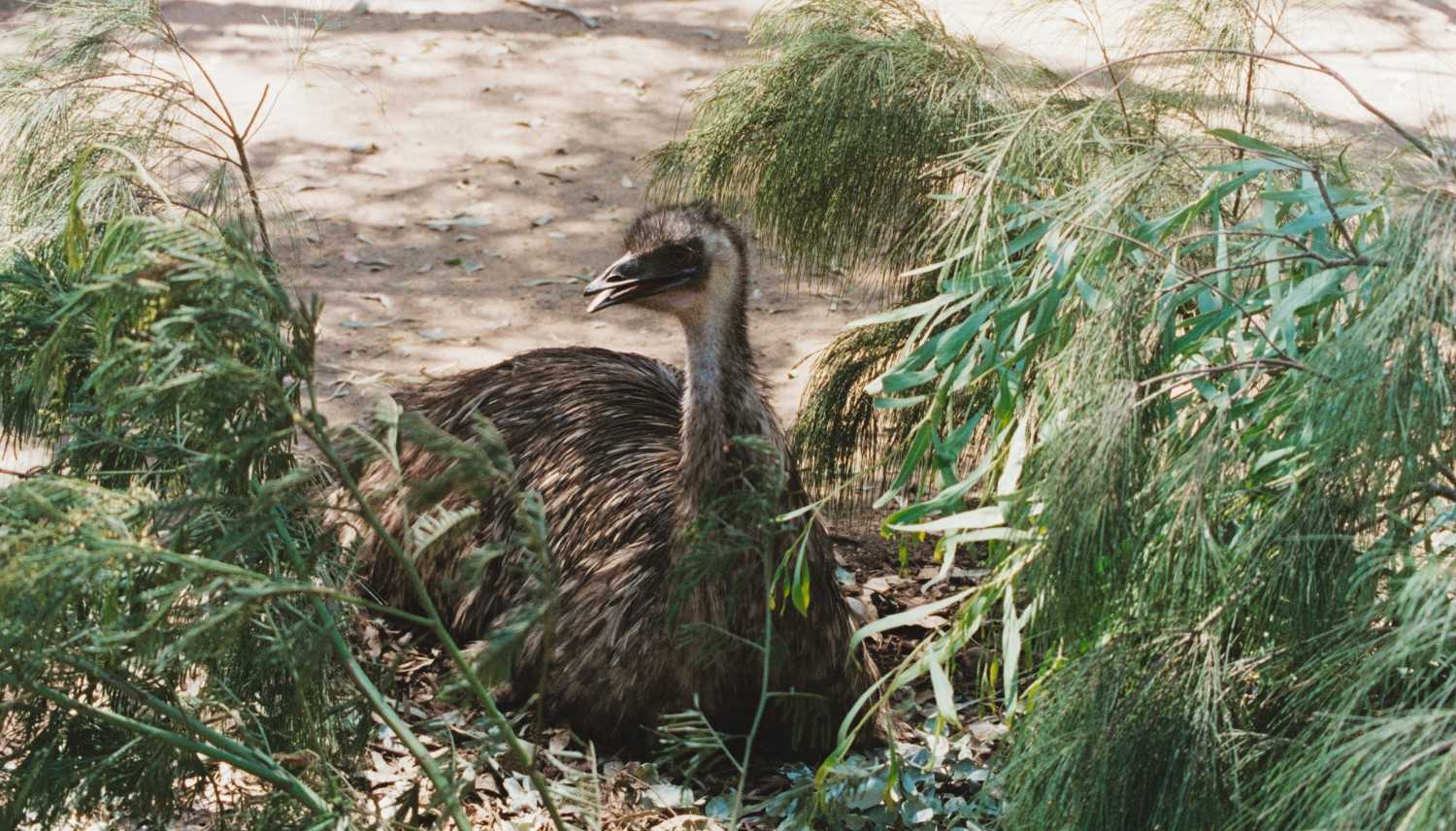 An emu in the shade