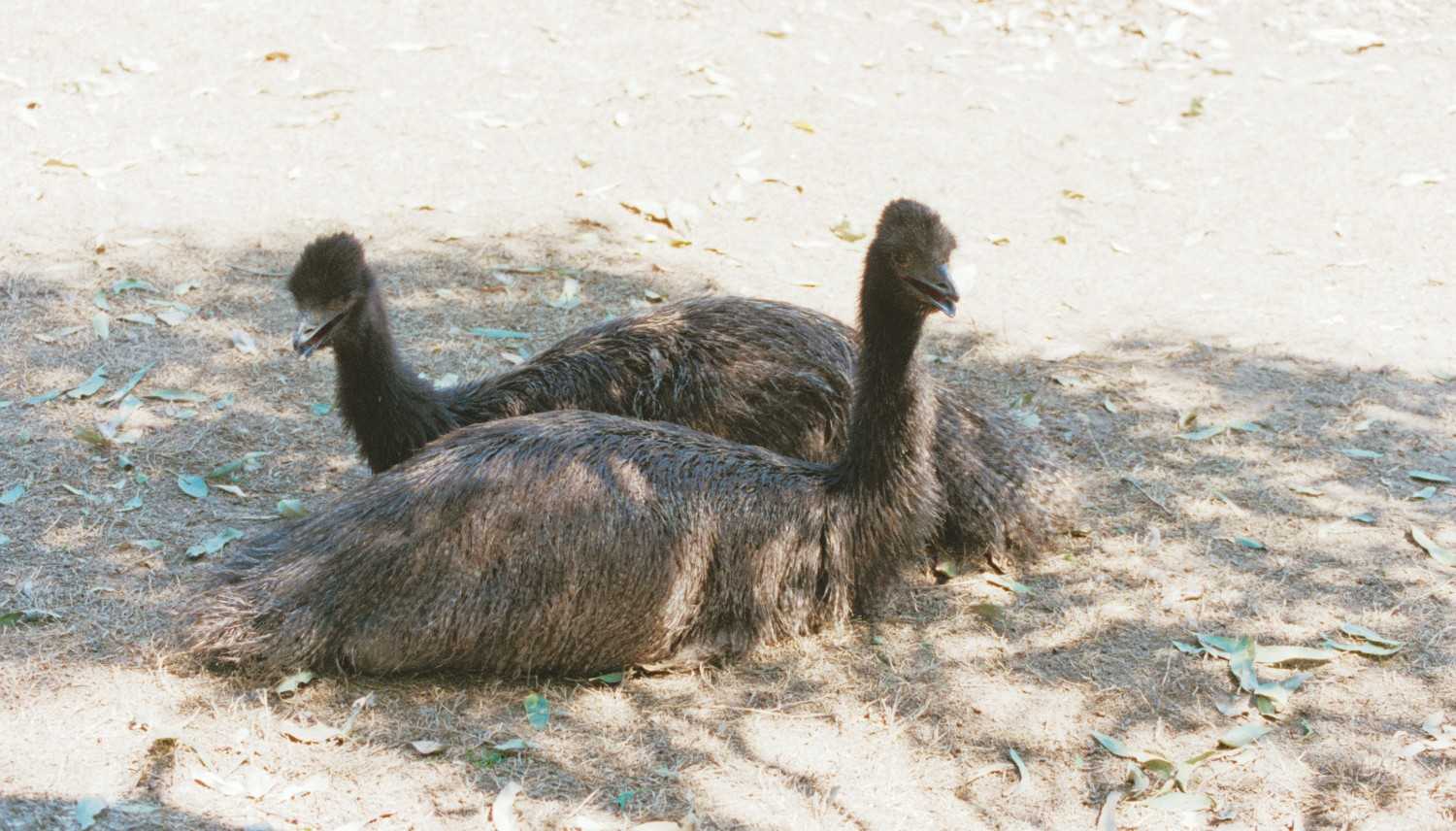 Baby emus