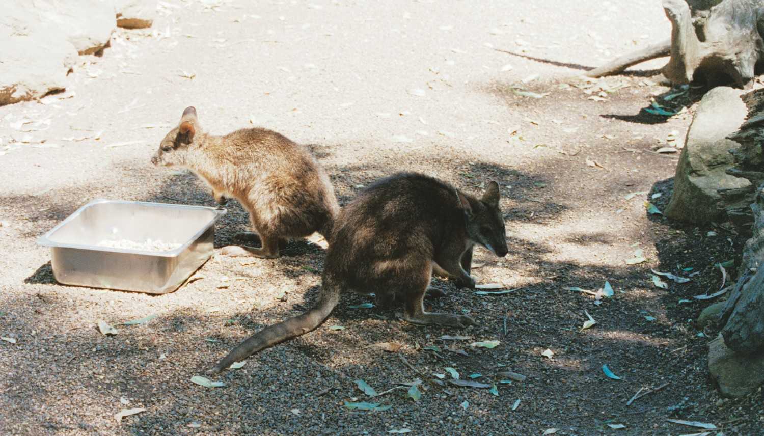 Baby wallabies