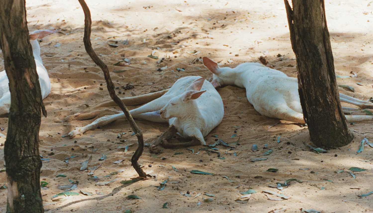 Albino kangaroos