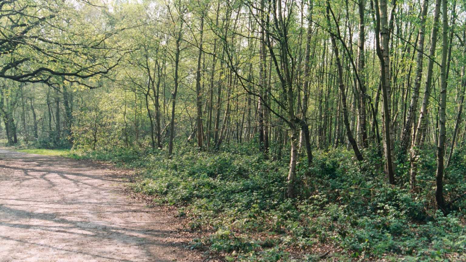 Wimbledon Common