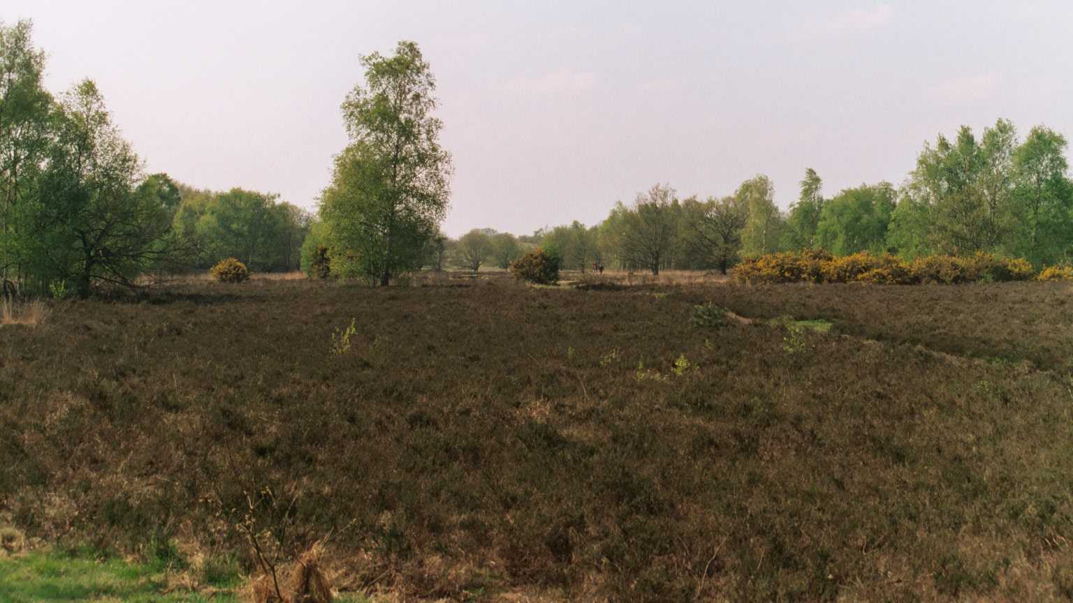 Wimbledon Common