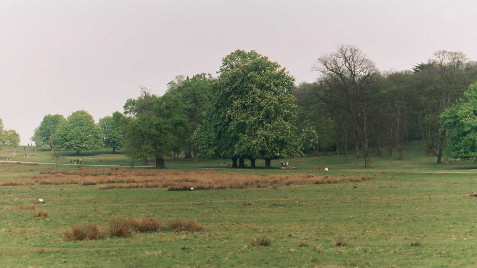 Richmond Park