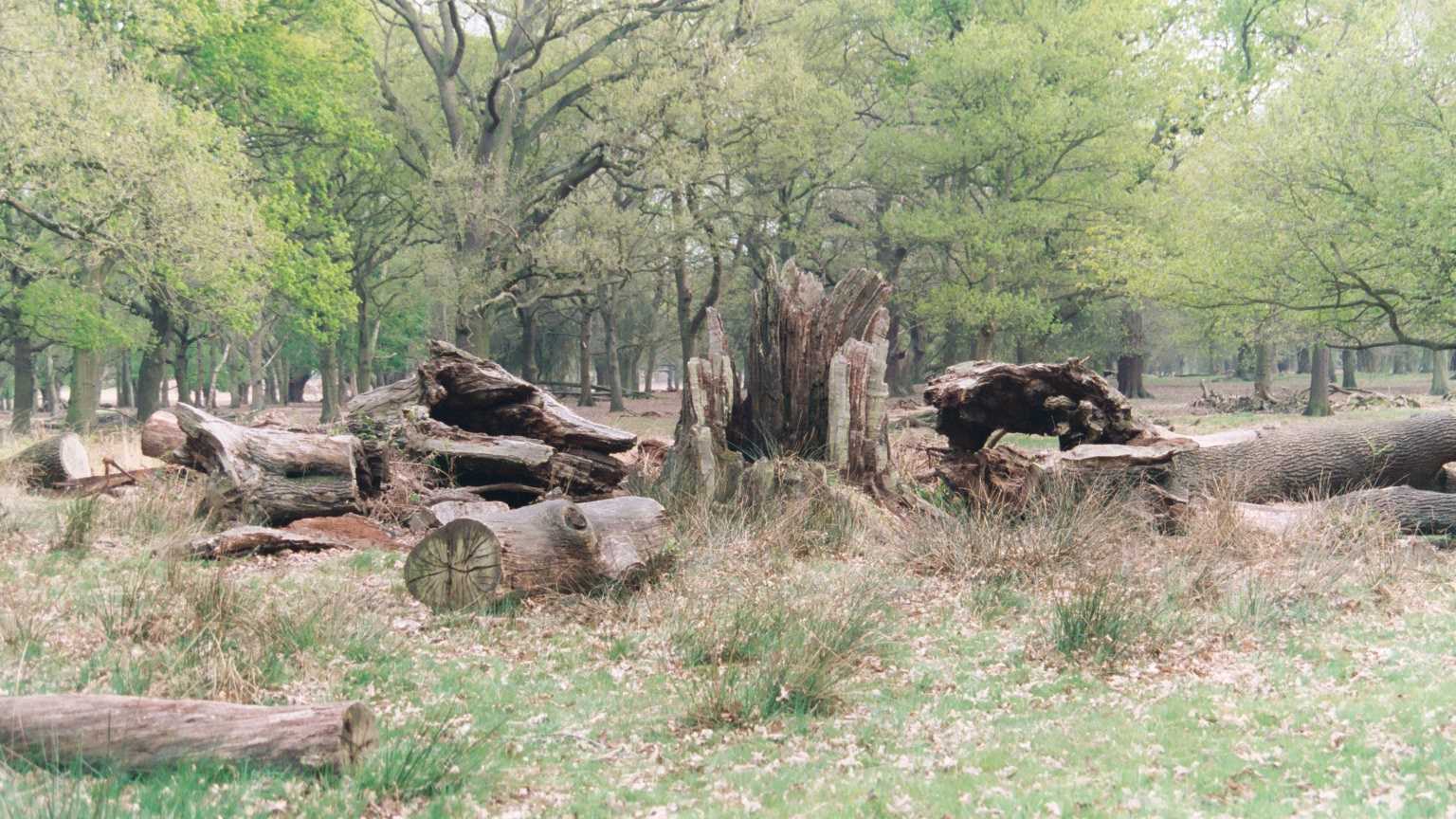 Richmond Park