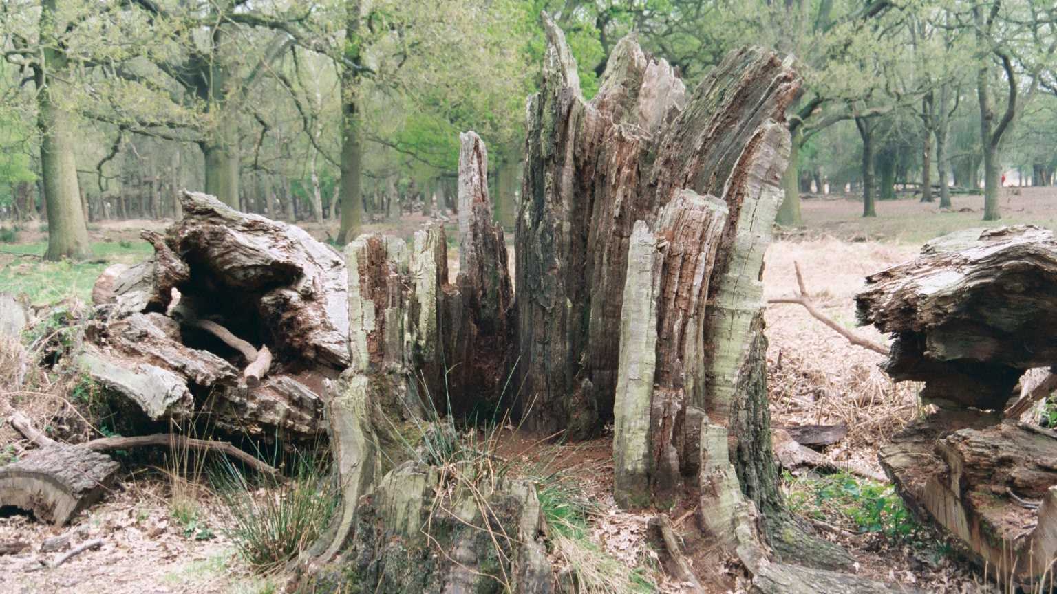 Richmond Park