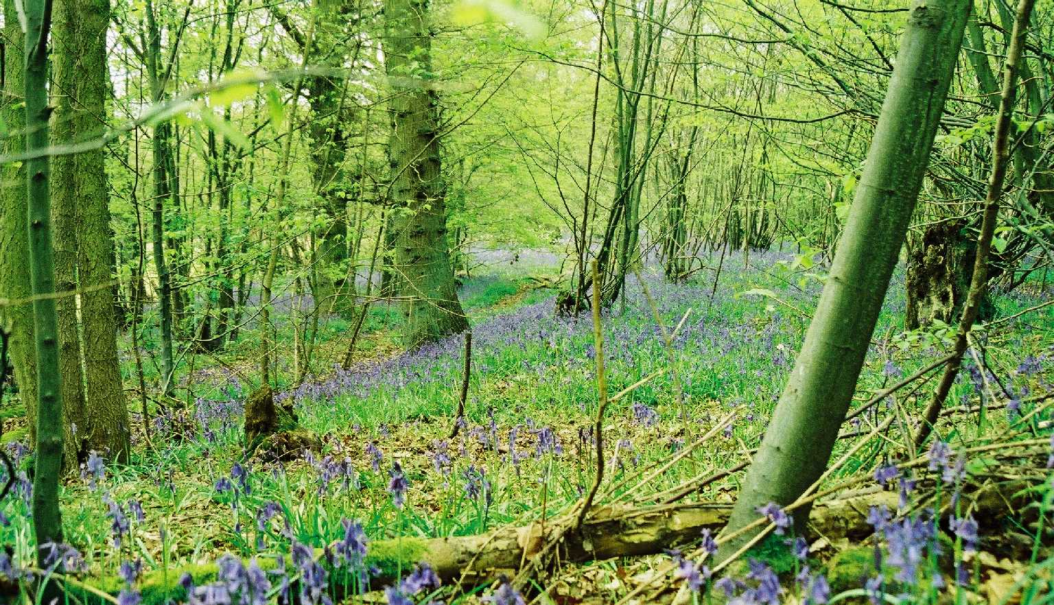 Bluebell forest