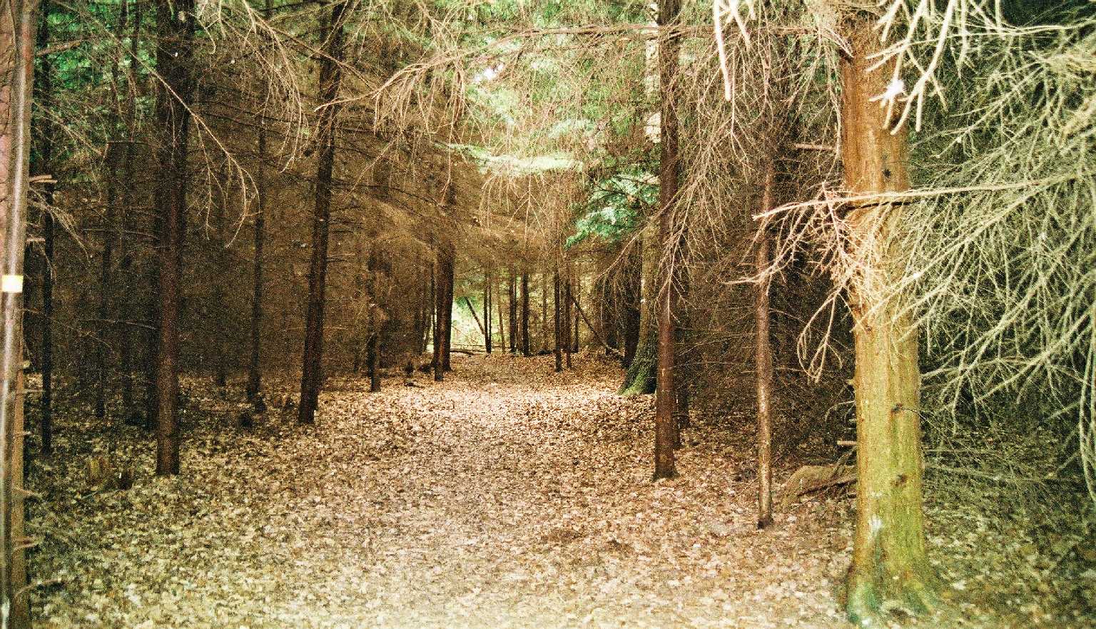 Pine forest