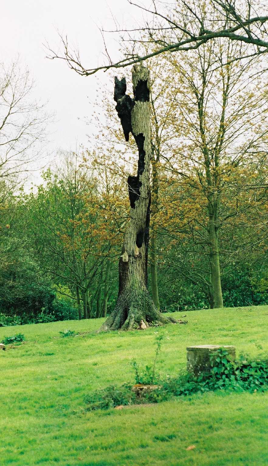 Lightning Tree