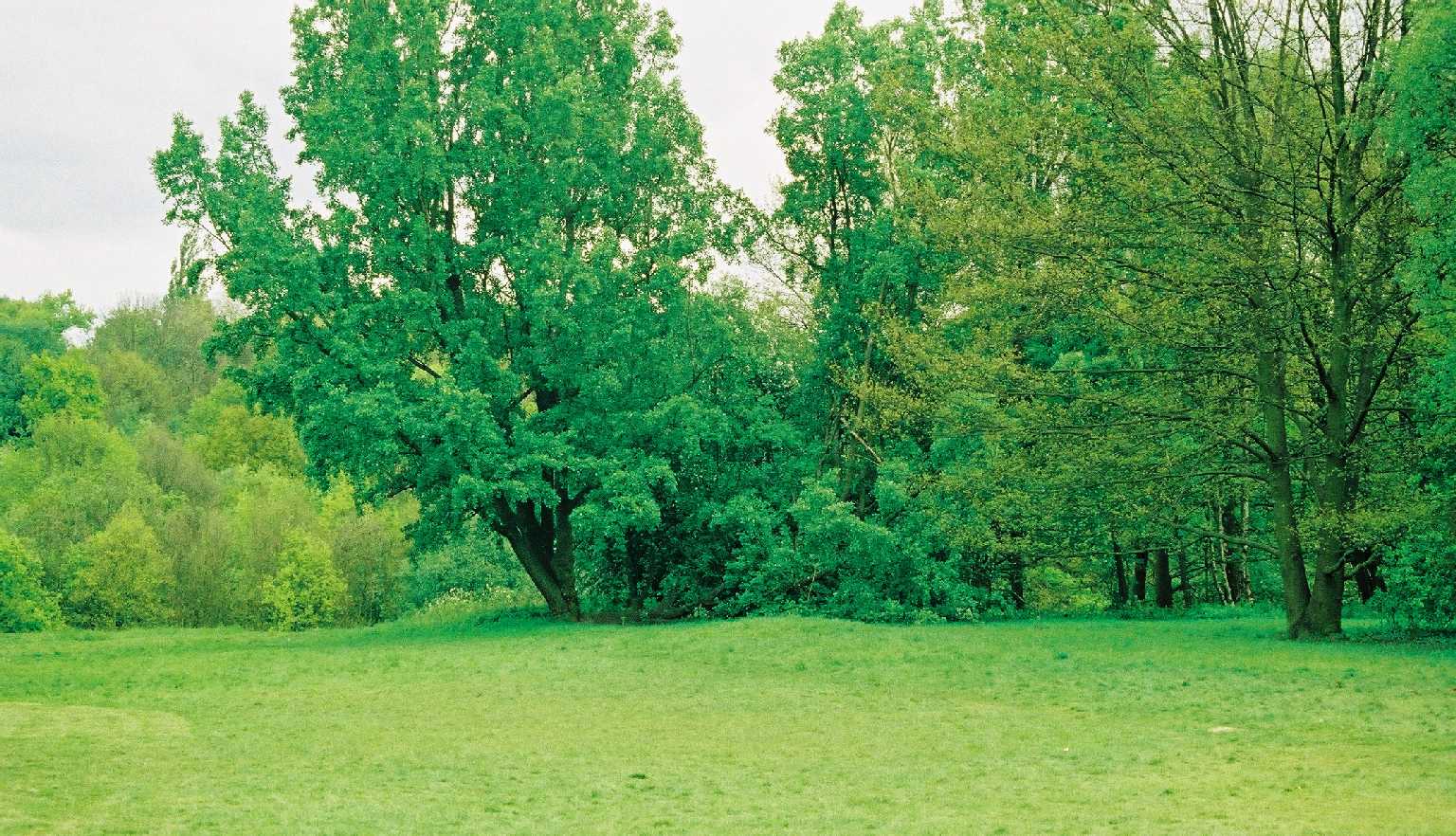 Hampstead Heath
