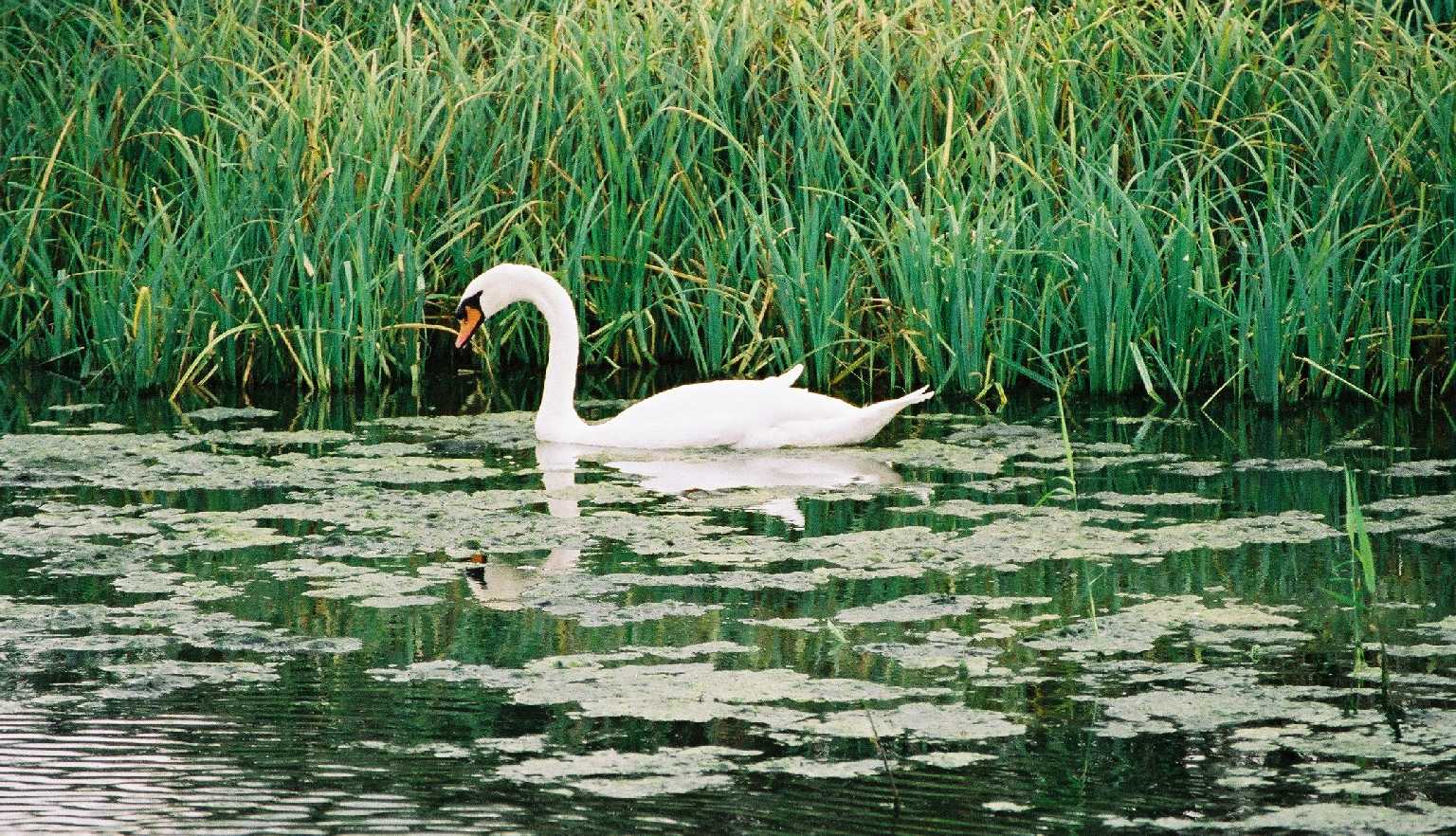 Swan