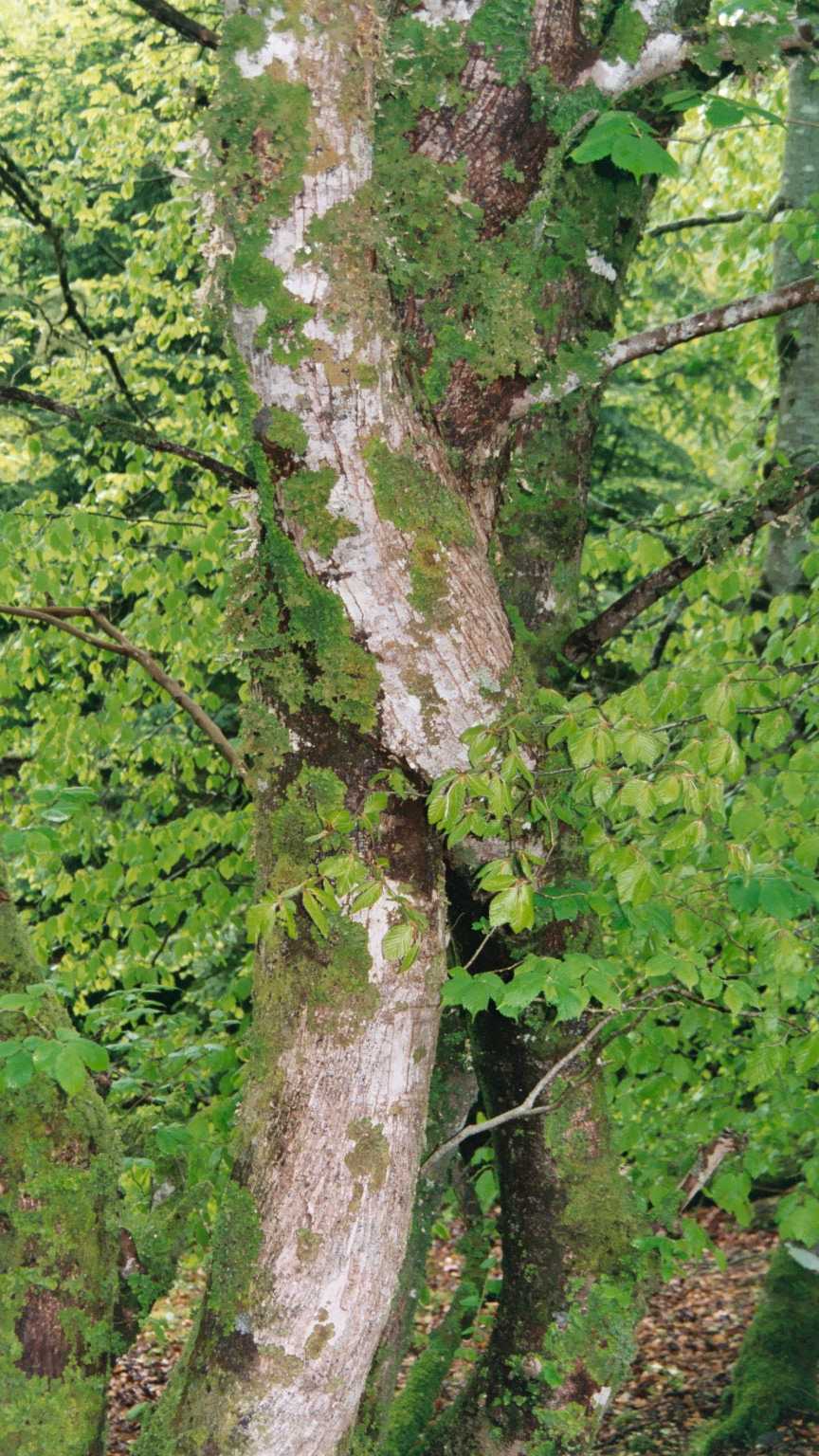 Two trees