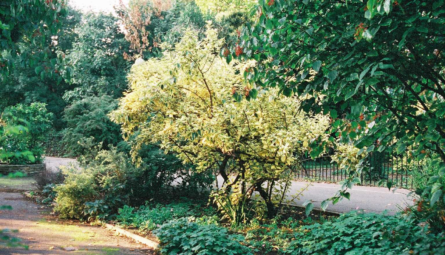 Bishop's Park, Fulham