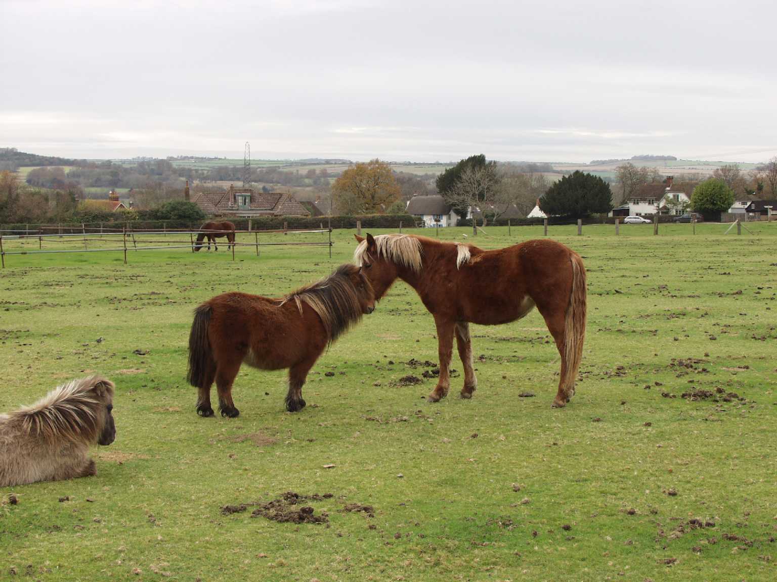 Horse and Pony