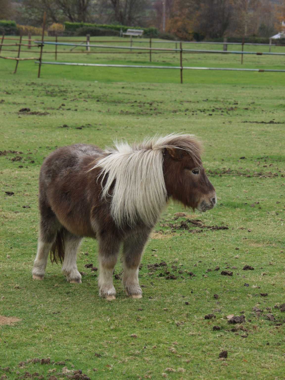 Pony