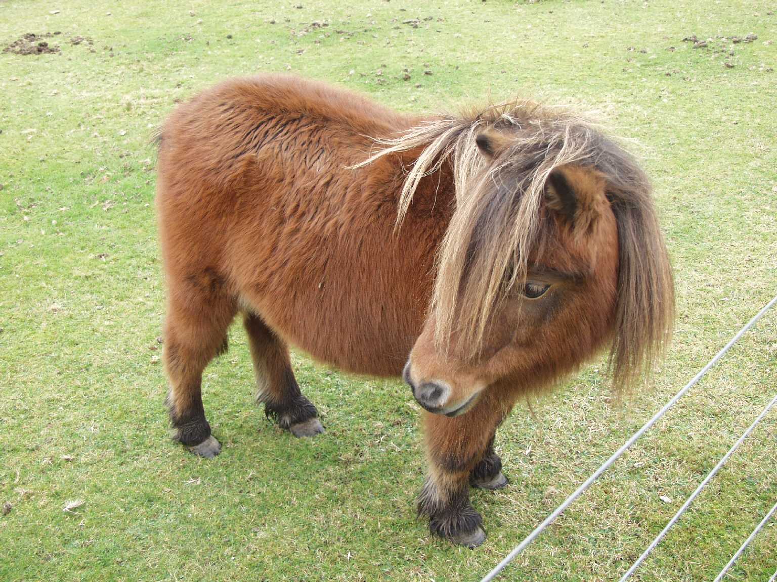 New Forest Pony