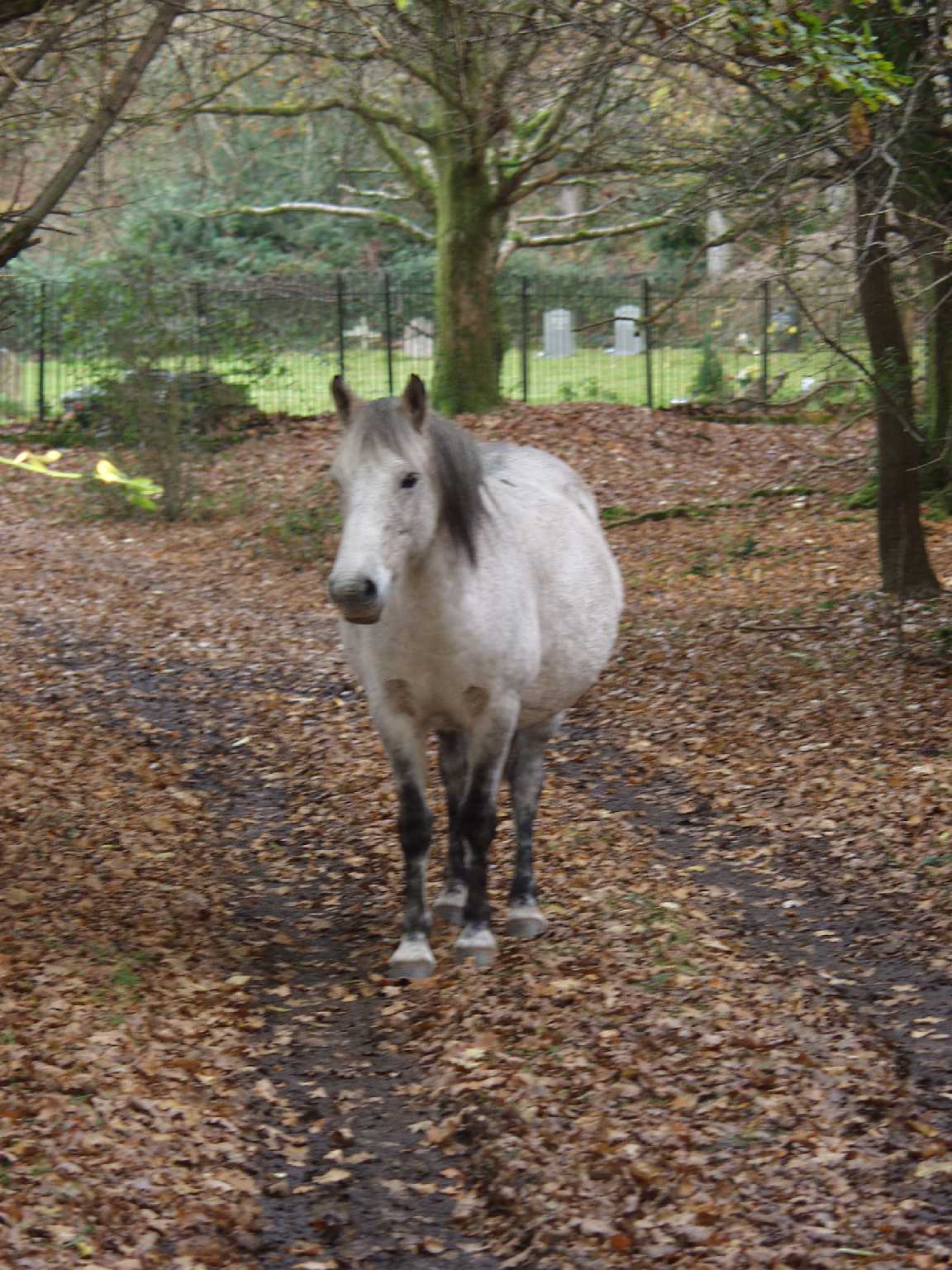Horse