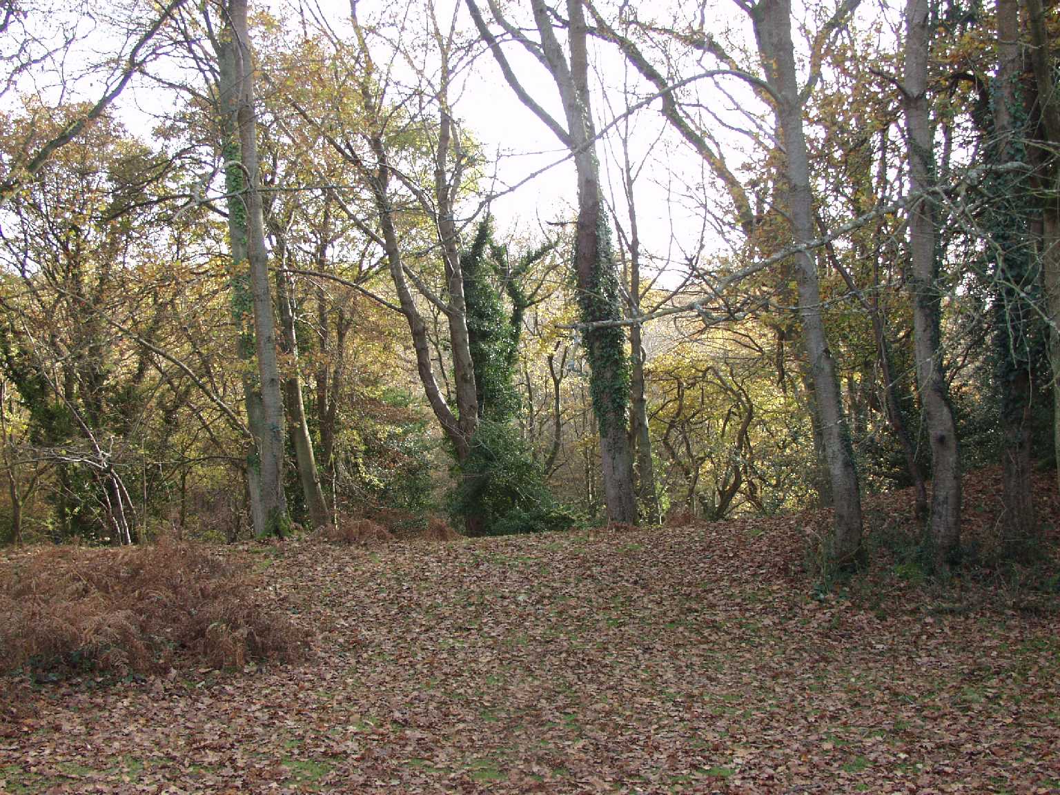 New Forest