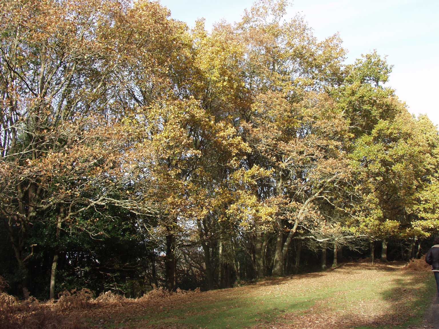 New Forest