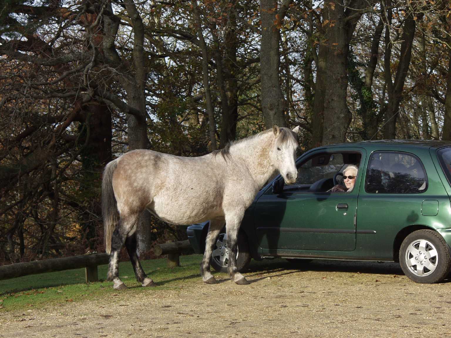 New Forest