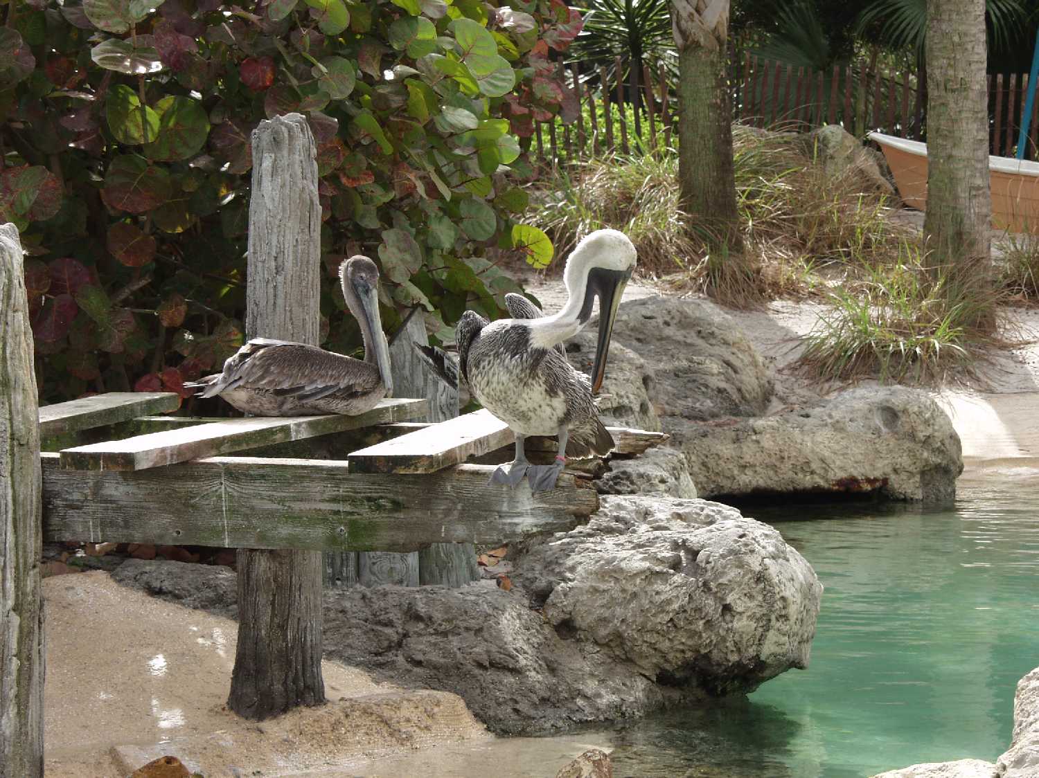 Pelicans