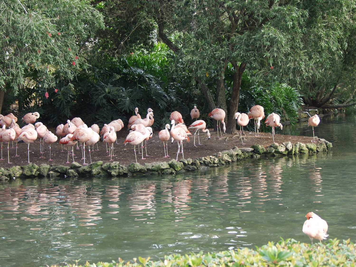Flamingoes