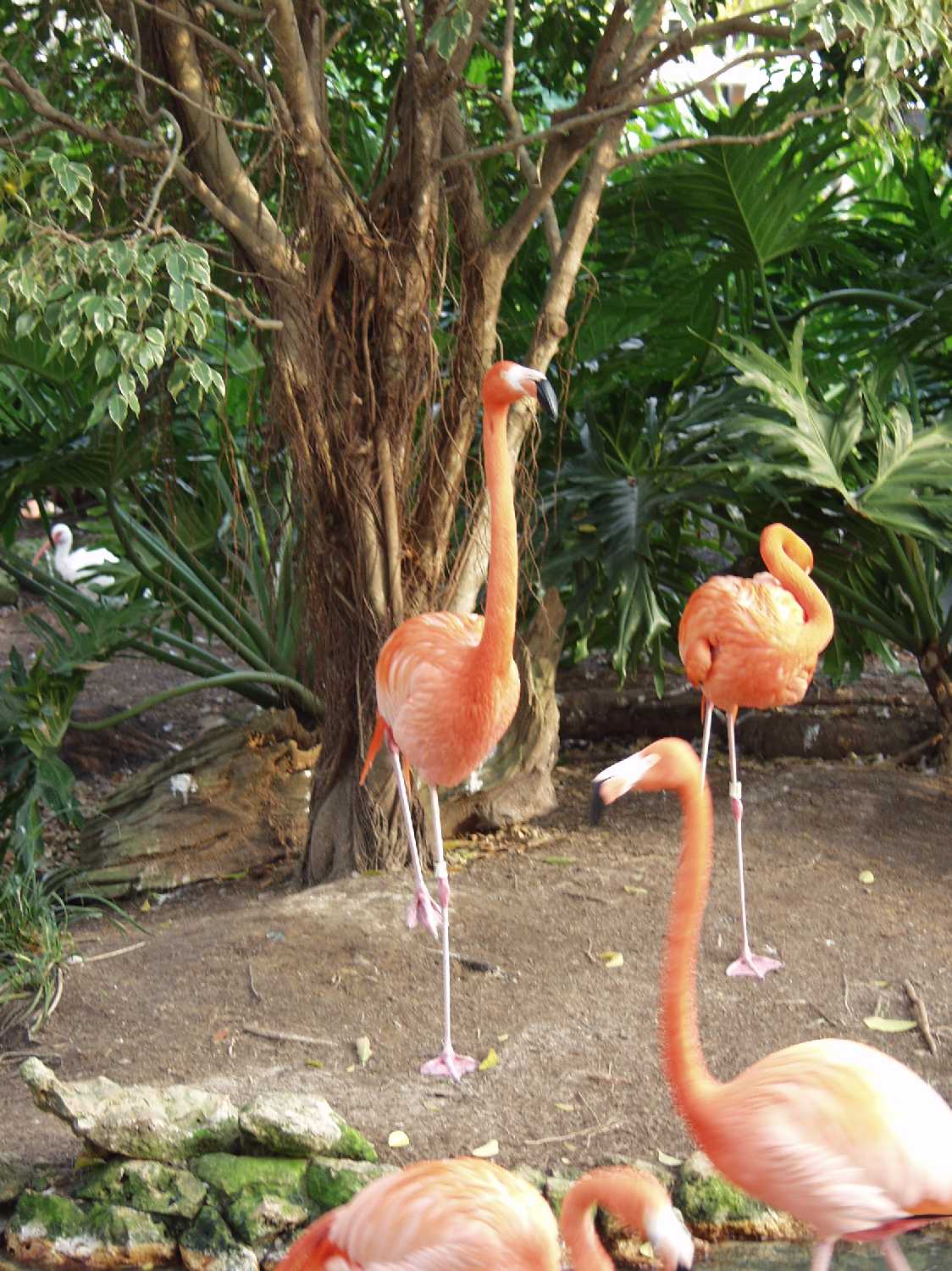 Flamingo