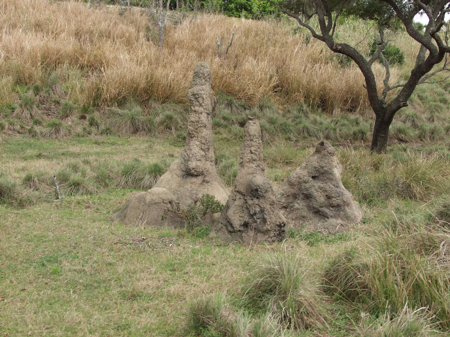 Termite Hills