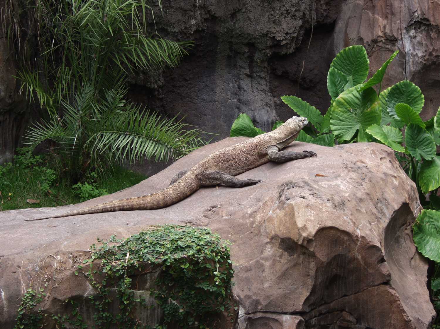 Komodo Dragon