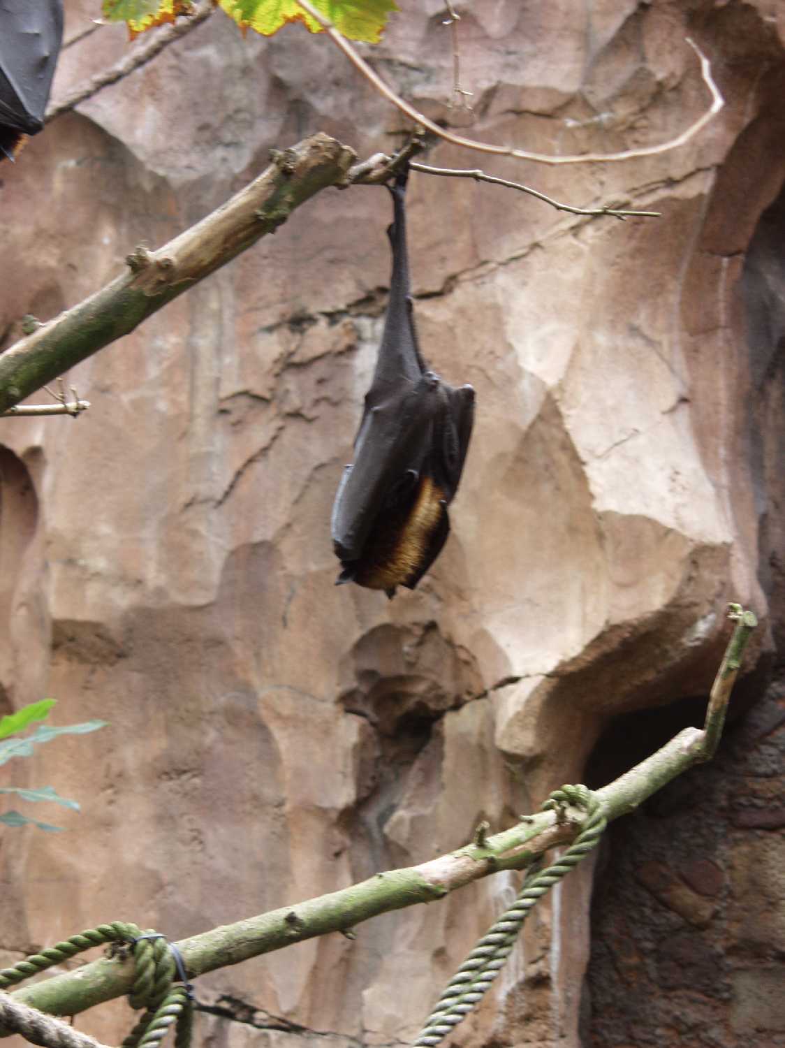 Fruit Bat