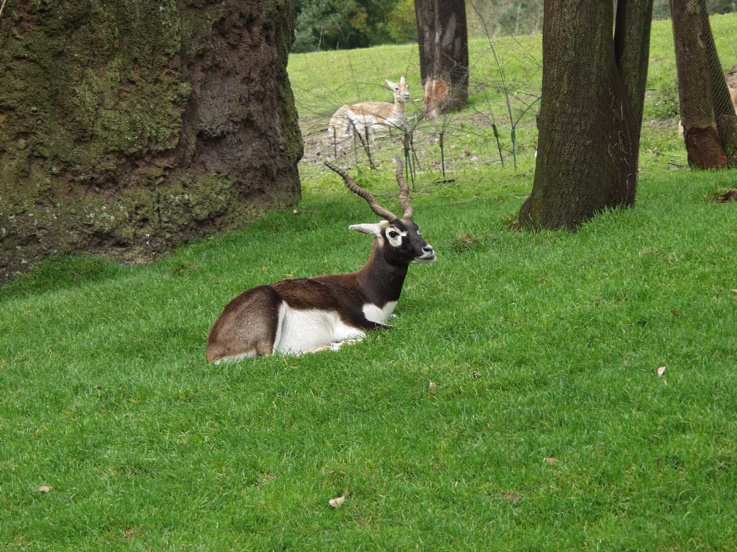 More unknown animals